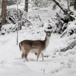 Parc Animalier d’Introd: gli animali della Valle d’Aosta visti da vicino