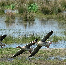 Riserva Naturale Regionale Valle Cavanata