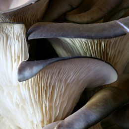 I Funghi Cardoncelli
