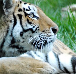 Parco Natura Viva – Bussolengo (VR)