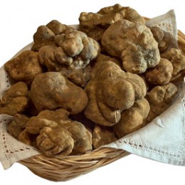 Il tartufo bianco d’Alba