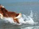 In vacanza con Fido: le spiagge che accettano i cani