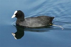 Birdwatching e windsurf al lago di Campotosto