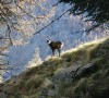 Parco nazionale del Gran Paradiso
