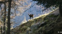 Parco nazionale del Gran Paradiso