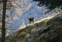 Parco nazionale del Gran Paradiso