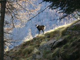 Parco nazionale del Gran Paradiso