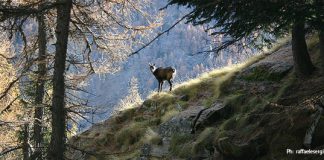 Parco nazionale del Gran Paradiso