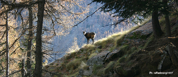 Parco nazionale del Gran Paradiso